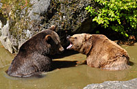 Tierfreigehege Nationalpark Bayerischer Wald